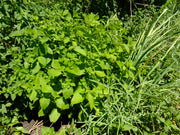Herb Garden - Organic, Probiotic, & Medicinal - Body Spray - 4oz. - Clearwater Cultures