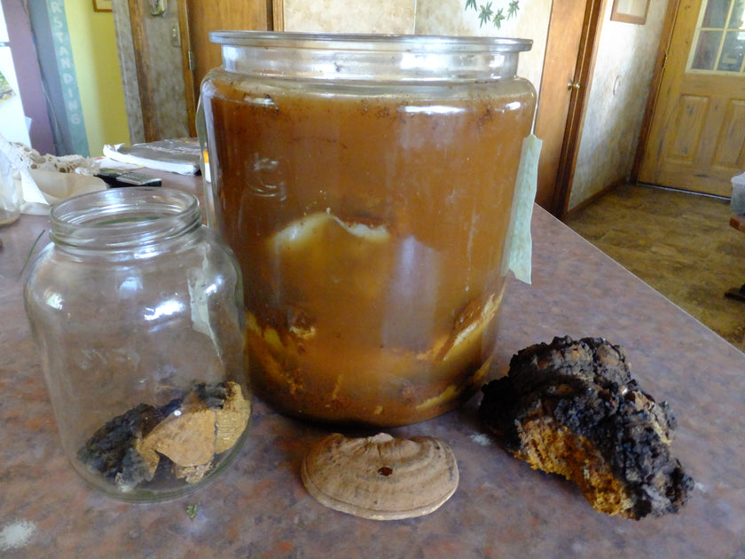 allplants  Kombucha Scoby: What Is It, and How Do You Make It?