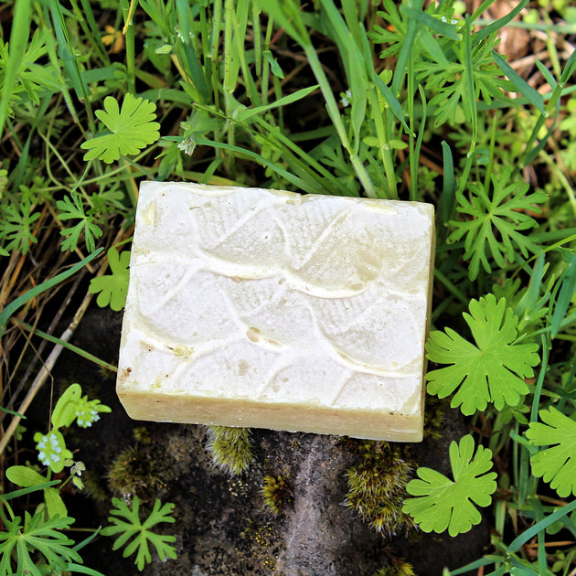 Wildwood (Cedar Pine) Shampoo Bar Organic, Probiotic, & Medicinal