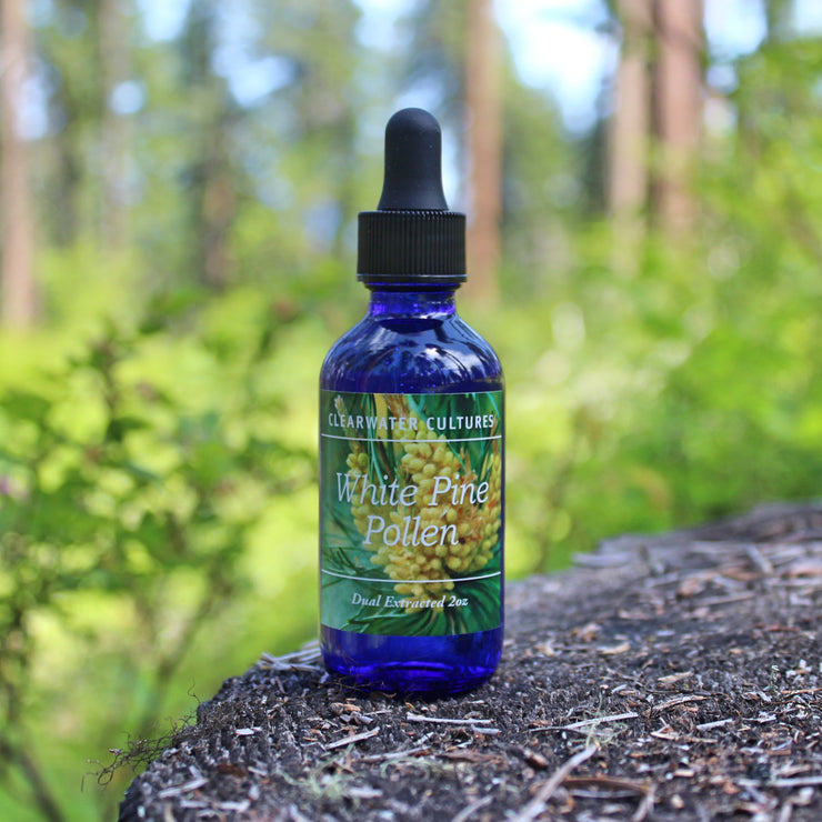 Pine Pollen Tincture - 2 oz