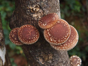 Shiitake Mushroom Dual Extract