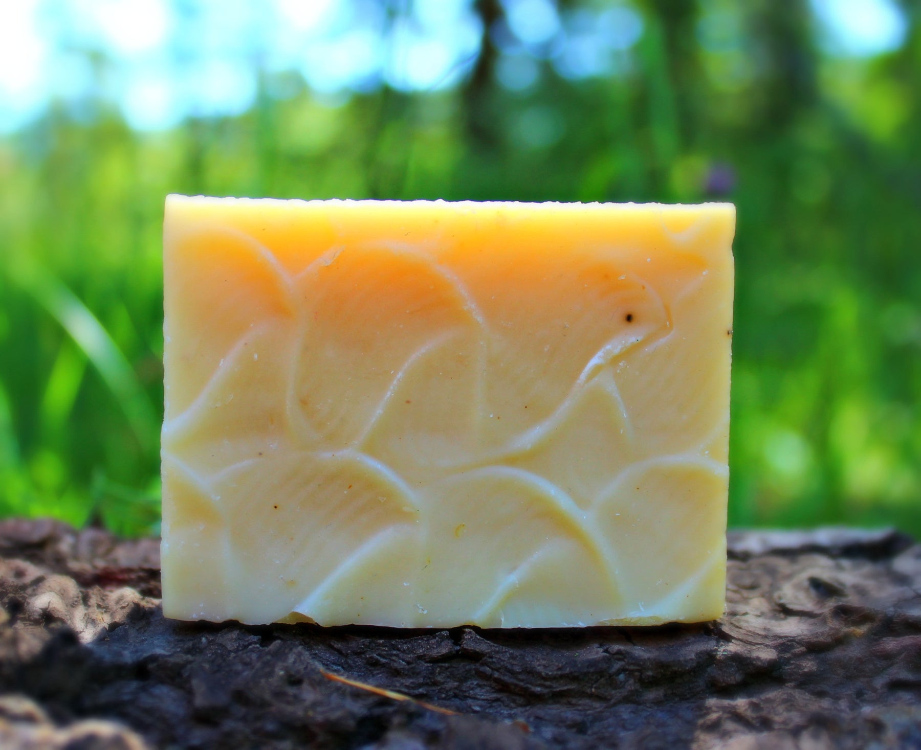 Wildwood (Cedar Pine) Shampoo Bar Organic, Probiotic, & Medicinal